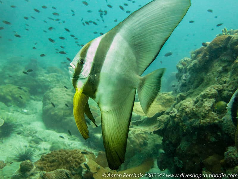 PADI Advanced Open Water Course on Koh Rong Sanloem – Koh Rong Sanloem, Cambodia