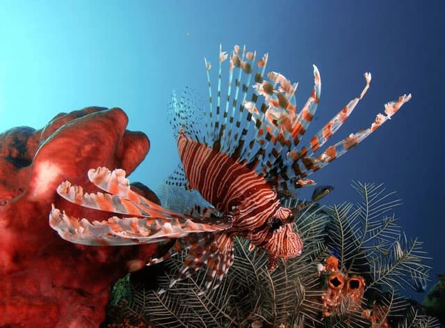 Nha Trang Boat Dive: Hon Mun Marine Reserve – Nha Trang, Khánh Hòa, Vietnam