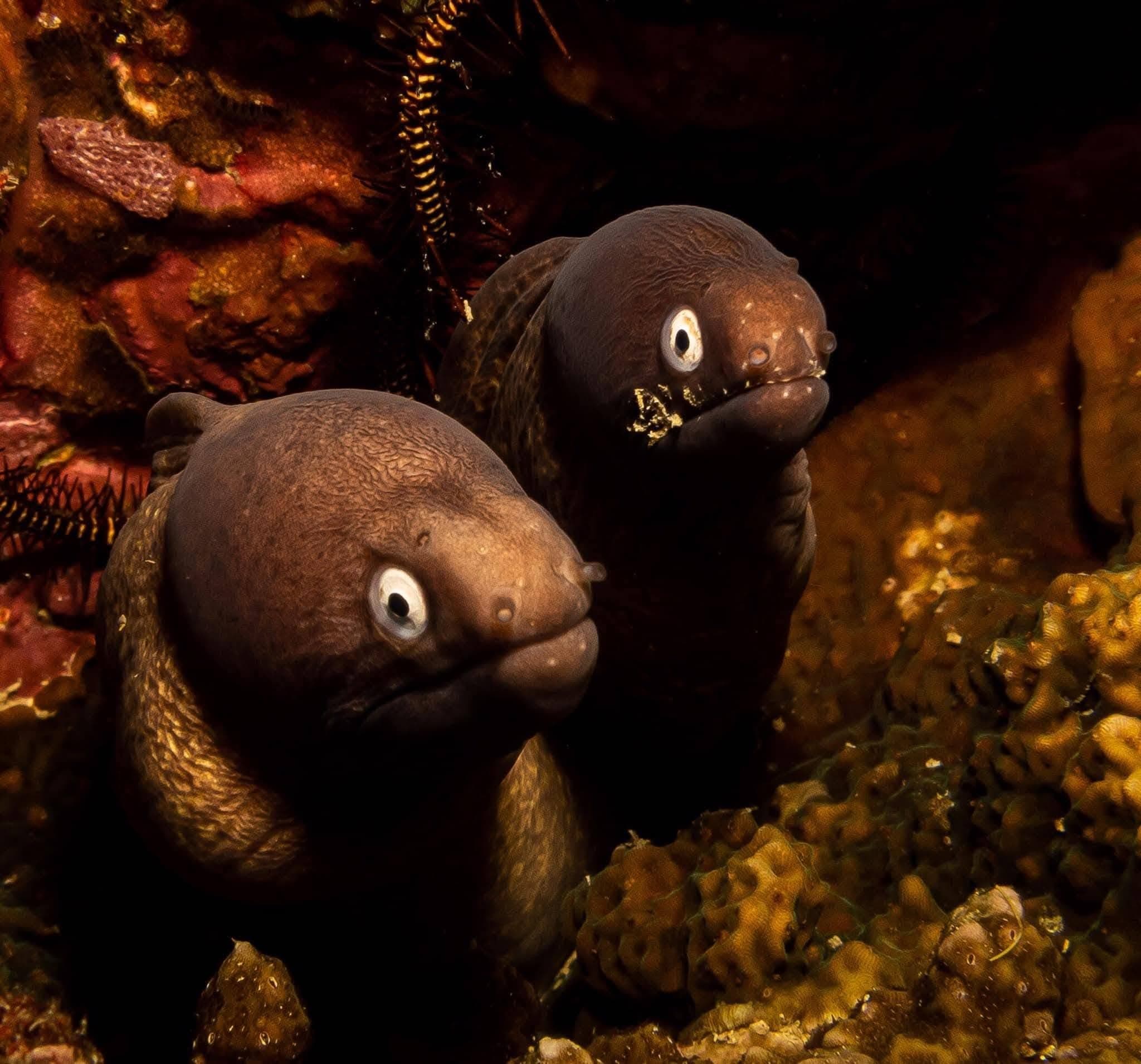 Sunday Dive Trip To Olango Island – Olango Island, Cebu, Philippines