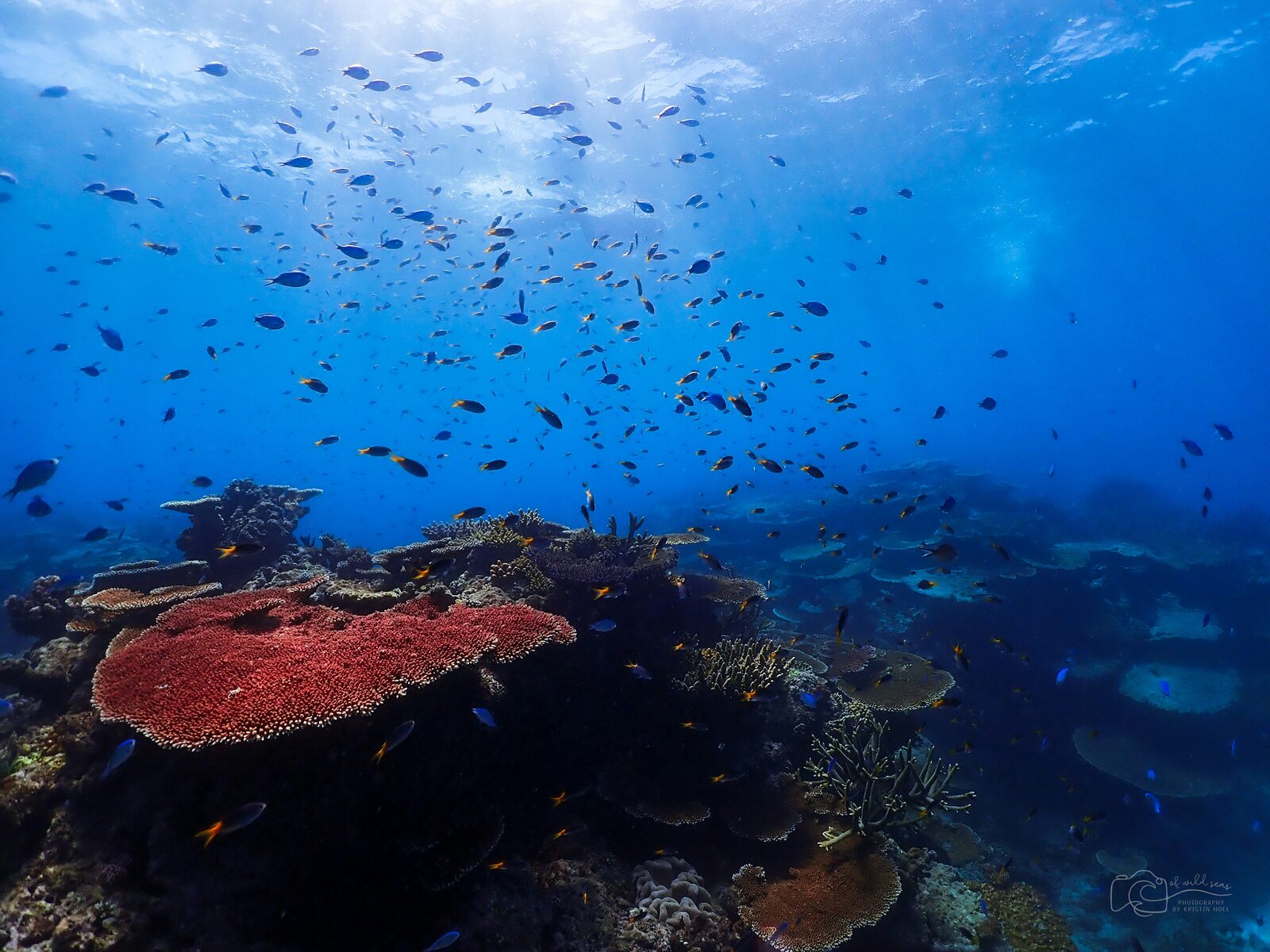 Ribbon Reefs, Great Barrier Reef, Australia